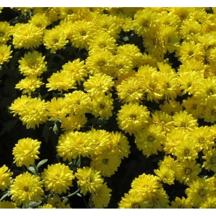 Sarı Kasımpatı Tohumu - 15 Adet Bahçe Güzeli