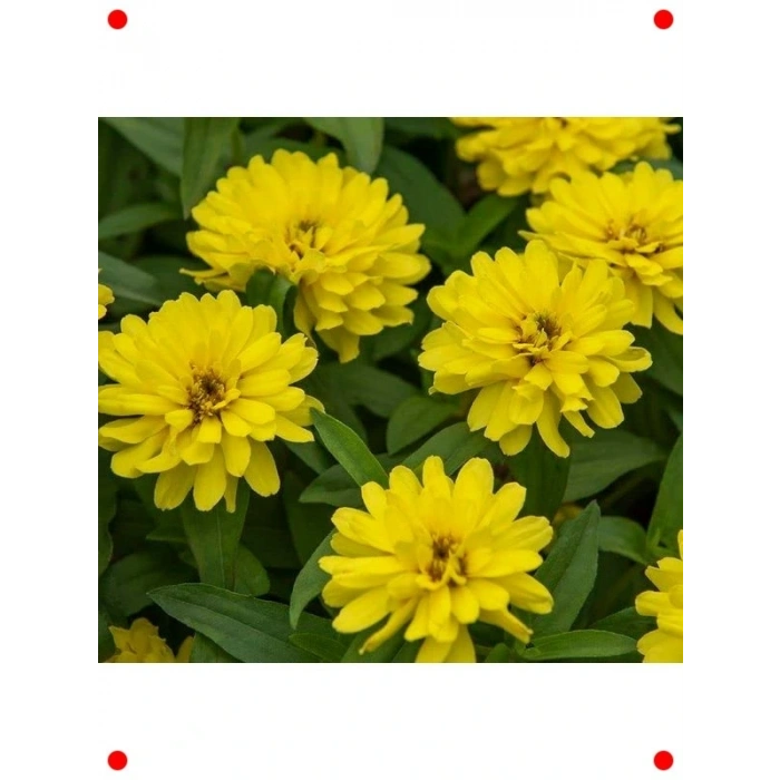 Sarı Kirli Hanım Çiçeği  Tohumu (10 Adet)