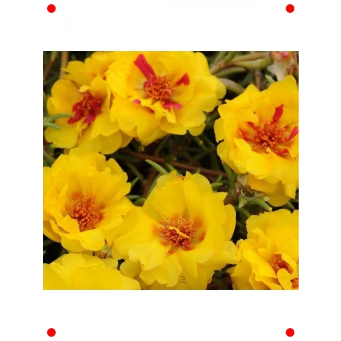 Sarı Kırmızı İpek Çiçeği F1 Tohumu - 75 Adet