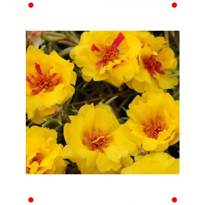 Sarı Kırmızı İpek Çiçeği  Tohumu - 75 Adet