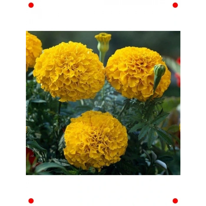 Sarı Kokulu İri Kadife Çiçeği  Tohumu (15 Adet)