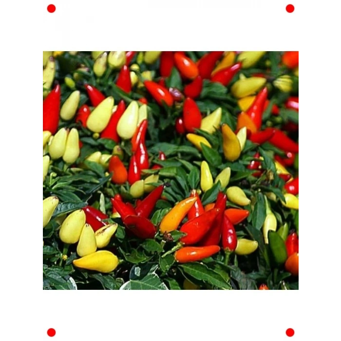 Sarı Konik Biber Tohumu - 3 gr - Lezzetli & Verimli