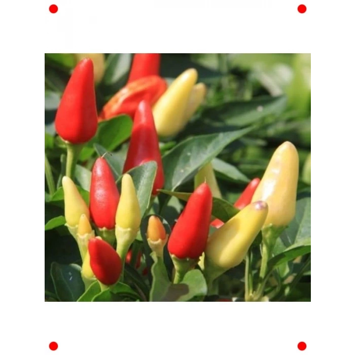 Sarı Konik Biber Tohumu - 3 gr - Lezzetli & Verimli