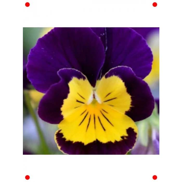 Sarı Lacivert Menekşe Çiçeği Tohumu