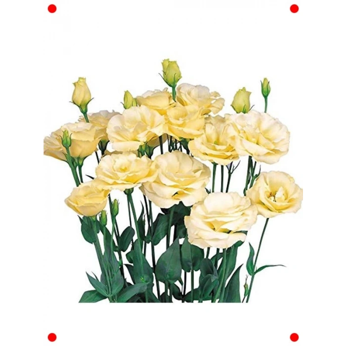 Sarı Lisianthus (LaleGül) Tohumu (10 Adet)