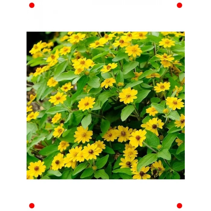Sarı Madalyon Çiçeği Tohumu (10 Adet)