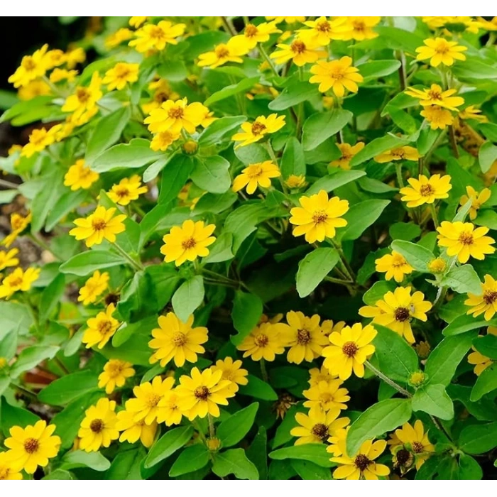 Sarı Madalyon Çiçeği Tohumu - 10 Adet, Geniş Bitki