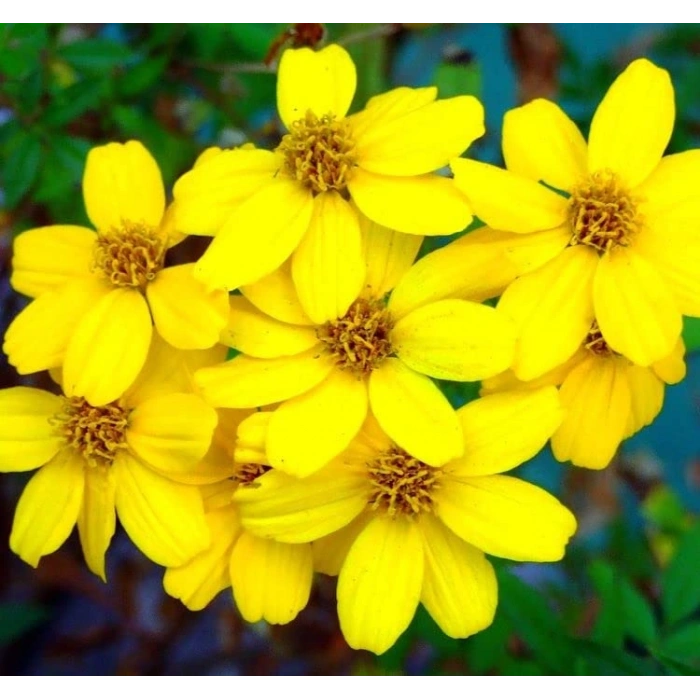 Sarı Madalyon Çiçeği Tohumu - 10 Adet, Geniş Bitki