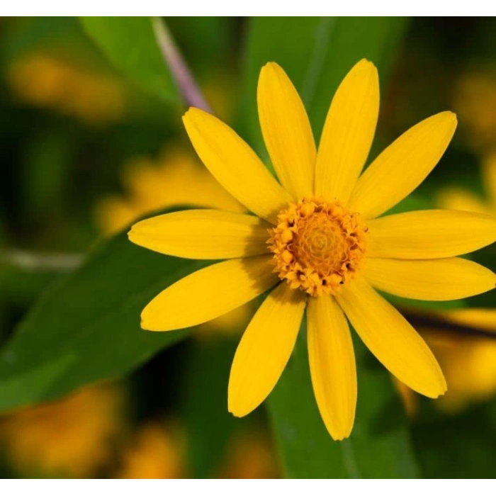Sarı Madalyon Çiçeği Tohumu - 10 Adet, Geniş Bitki