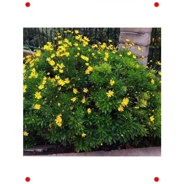 Sarı Papatya Çiçeği Tohumları - 200 Adet