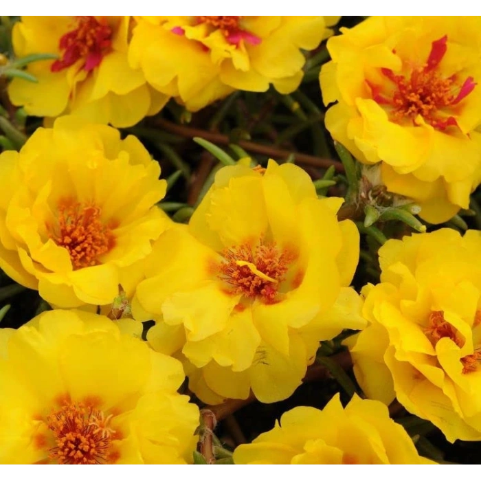 Sarı Renkli Katmerli İpek Çiçeği Tohumu - 40 Adet