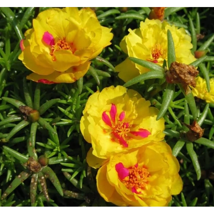 Sarı Renkli Katmerli İpek Çiçeği Tohumu - 40 Adet