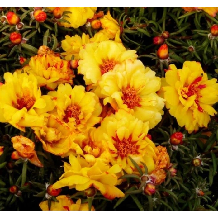 Sarı Renkli Katmerli İpek Çiçeği Tohumu - 40 Adet