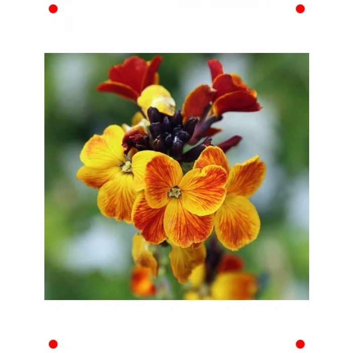 Sarı Şebboy Tohumu - Kokulu Çiçekler (25 Adet)