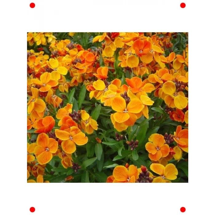 Sarı Şebboy Tohumu - Kokulu Çiçekler (25 Adet)