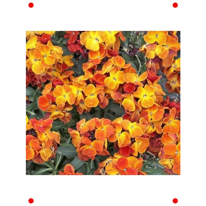 Sarı Şebboy Tohumu - Kokulu Çiçekler (25 Adet)