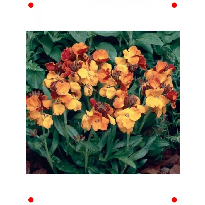 Sarı Şebboy Tohumu - Kokulu Çiçekler (25 Adet)