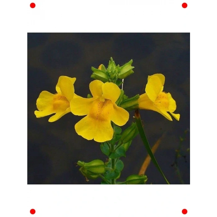 Sarı sk Çiçeği  Tohumu - 30 Adet