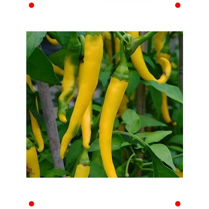 Sarı Süs Biberi Tohumu - Bahçenizde Renkli Güzellik