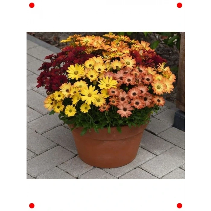 Sarı-Turuncu Bodrum Papatyası  Tohumu (5 Adet)