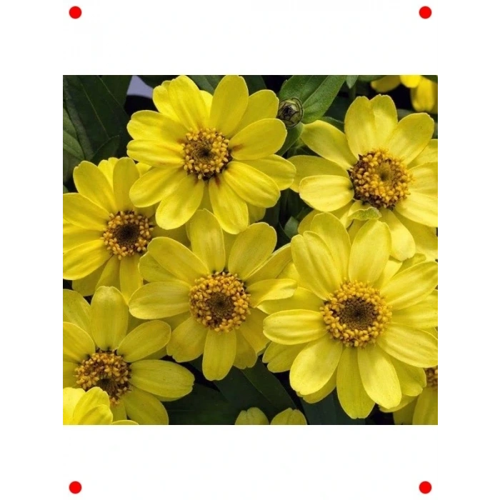 Sarı Zinnia Tohumu (ni Çok Çiçekli, 8 Adet)