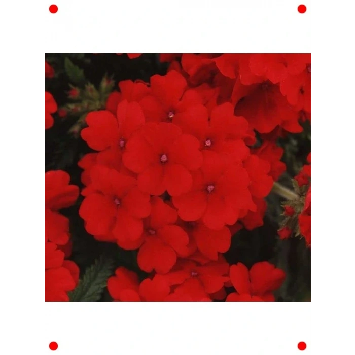 Sarkan Kırmızı ne Çiçeği Tohumu - 10 Adet