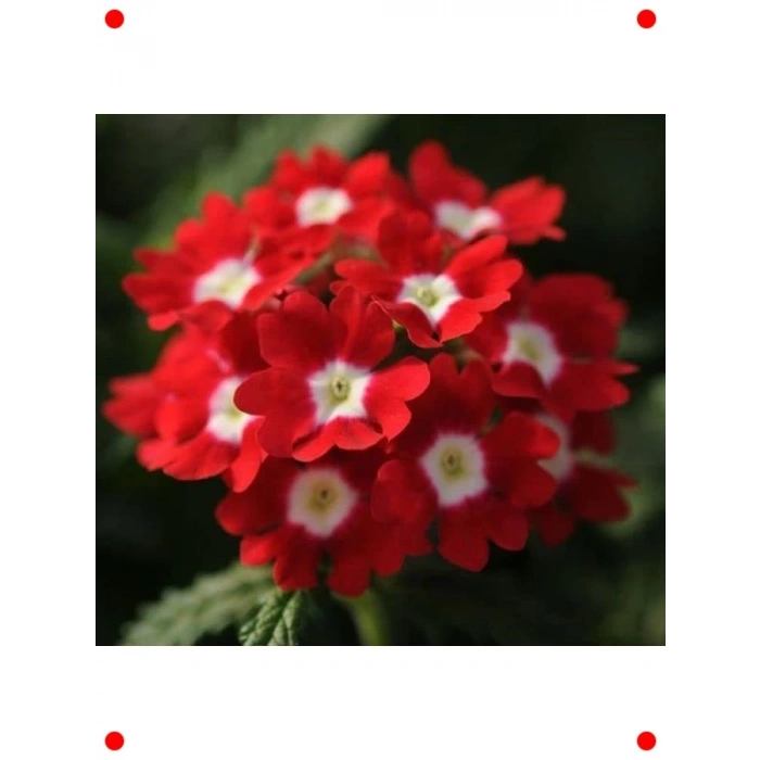 Sarkan Mine Çiçeği Tohumu Kırmızı Beyaz Nokta - 10 Adet