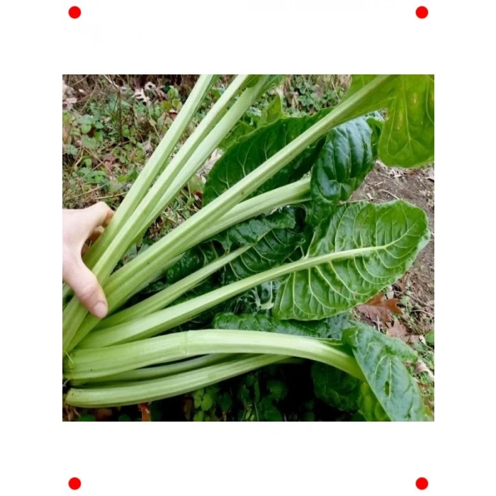 Sarmalık Pazı Tohumu - Geniş Yapraklı ve Lezzetli