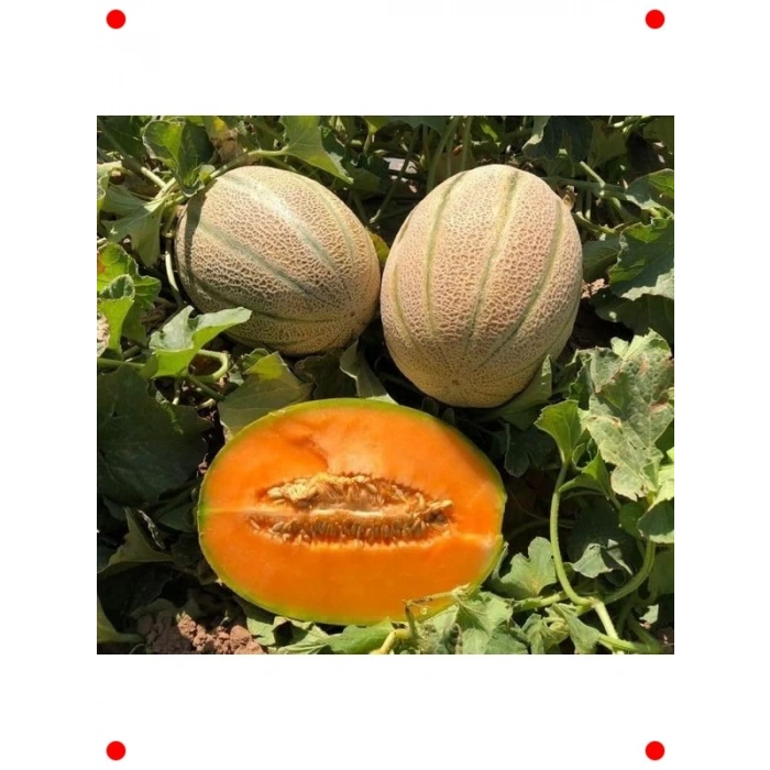 Şeker Kavunu Tohumu (Çoklu Paket, 5 Gram)