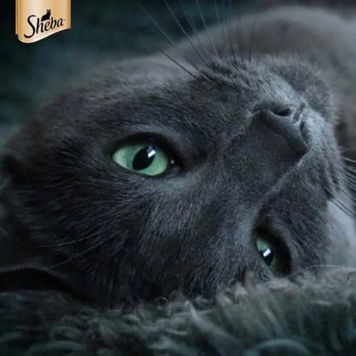 Sheba Pouch Somon Balıklı Yetişkin Kedi Konservesi 85 Gr