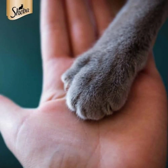 Sheba Pouch Somon Balıklı Yetişkin Kedi Konservesi 85 Gr