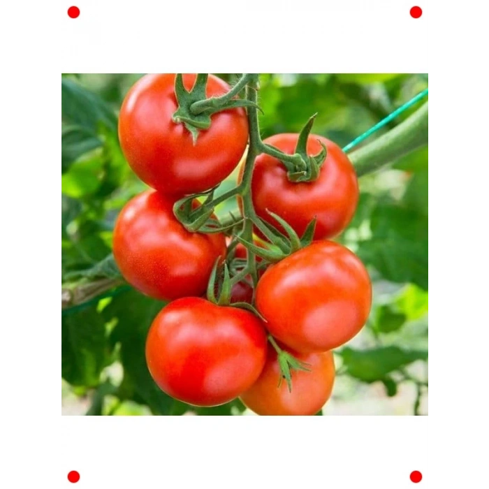 Sırık Domates Tohumu (Hibrit) - 10 Adet - Verimli
