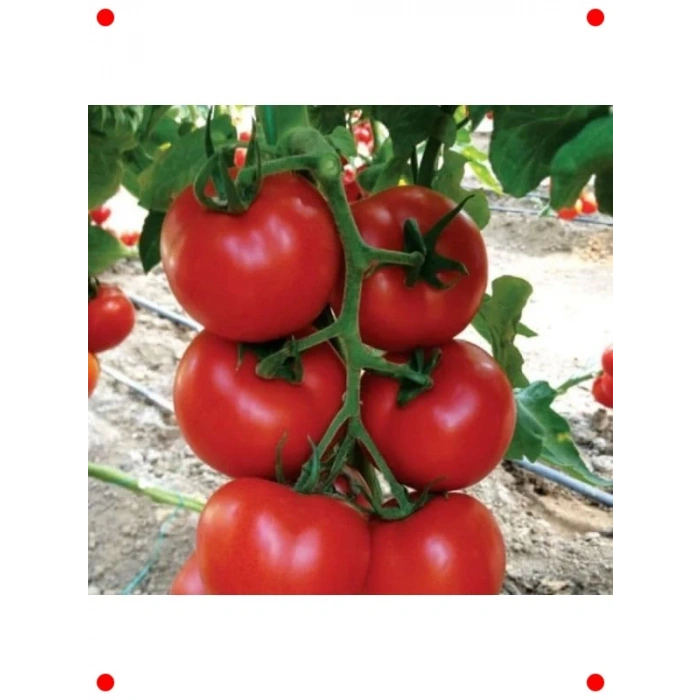 Sırık Domates Tohumu (Hibrit) - 10 Adet - Verimli