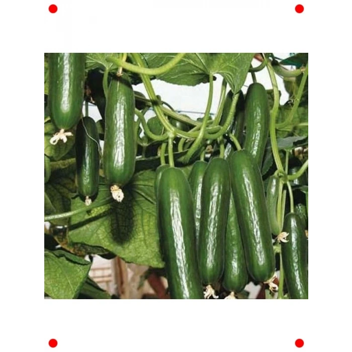 Sırık Salatalık Tohumu (20 Adet) - Dikey Büyüme