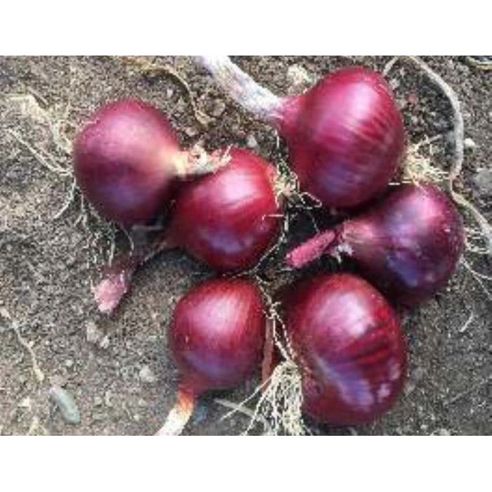 Soğan Yekta Tohumu - Aksel 10 gr