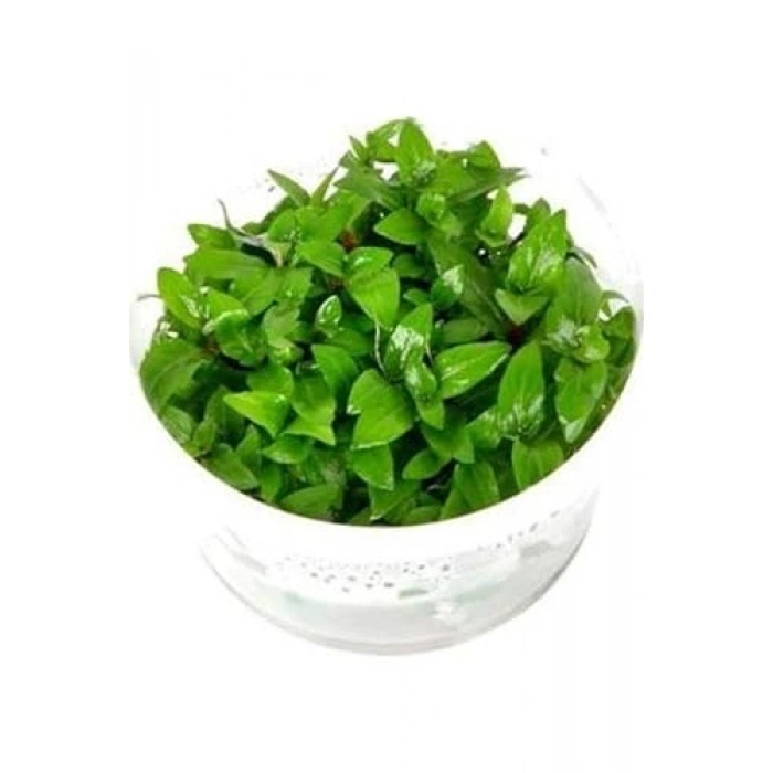 Staurogyne Repens In Vitro Canlı Bitki, Akvaryum İçin