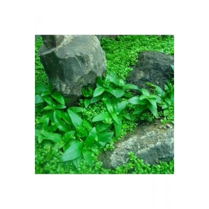 Staurogyne Repens In Vitro Canlı Bitki, Akvaryum İçin