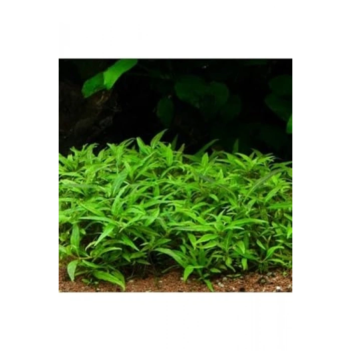 Staurogyne Repens In Vitro Canlı Bitki, Akvaryum İçin