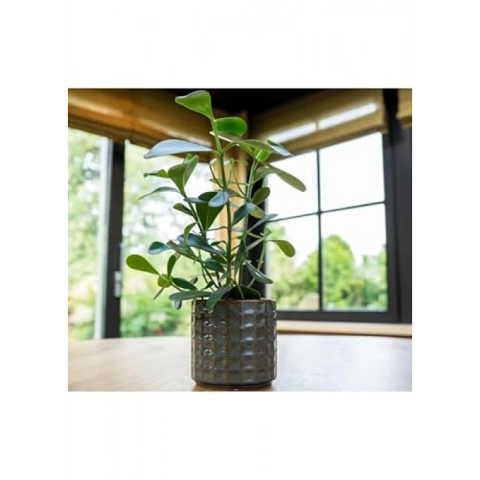 Su Yeşili Saksı 14x13 cm Serak Tasarım