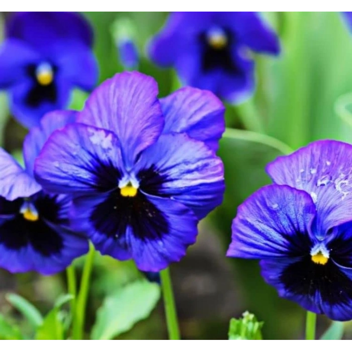 Sukulent Kaktüs Çiçeği Tohumu - No:2, Canlı