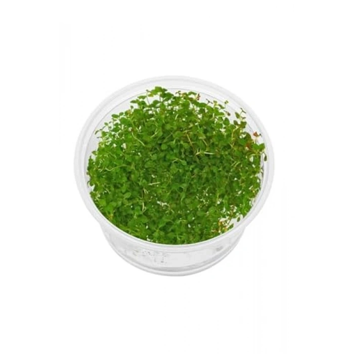 Super Red Ludwigia In Vitro 200cc Canlı Bitki, Akvaryum