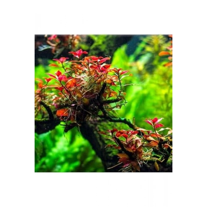 Super Red Ludwigia In Vitro 200cc Canlı Bitki, Akvaryum
