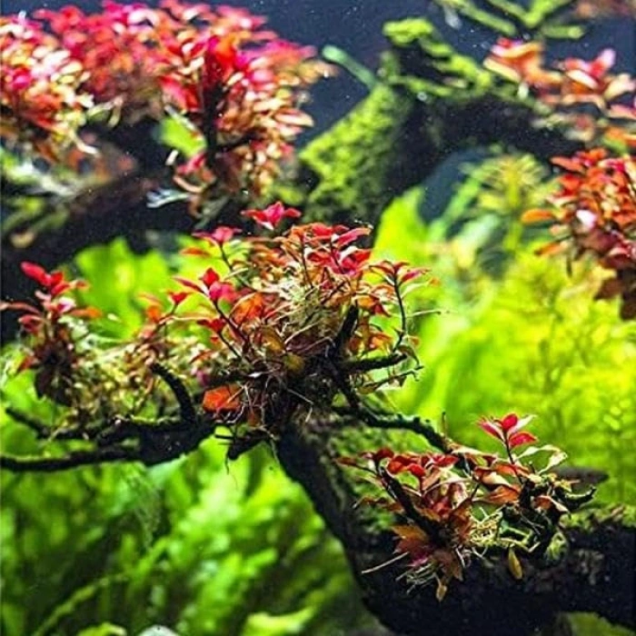 Super Red Ludwigia In Vitro 200cc Canlı Bitki, Akvaryum