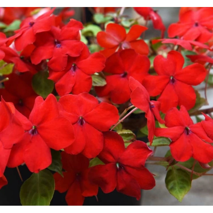 Tatlı Mısır Tohumu - Haşlamalık, Doğal