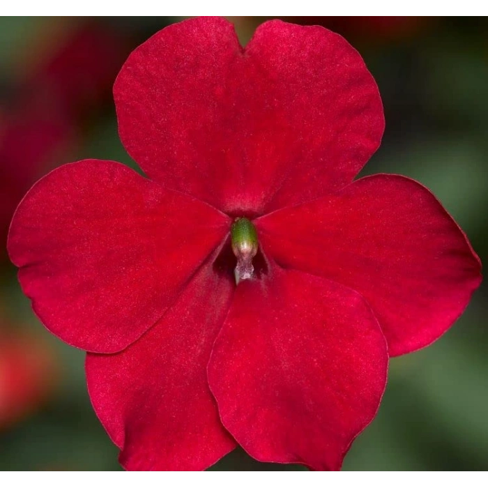 Tatlı Mısır Tohumu - Haşlamalık, Doğal