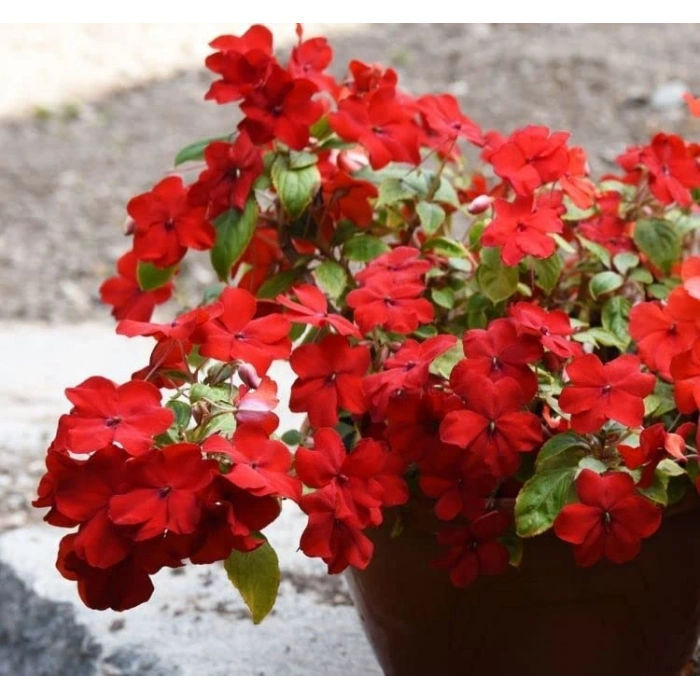 Tatlı Mısır Tohumu - Haşlamalık, Doğal