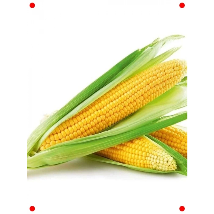 Tatlı Mısır Tohumu - Şeker Tadında Tane Mısırlar