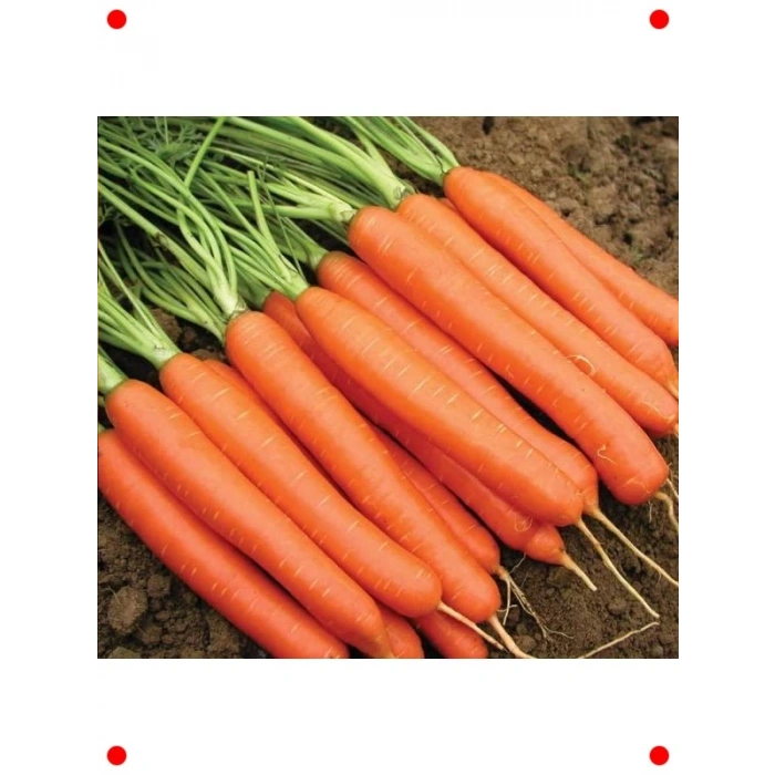 Taze Havuç Tohumu - Çıtır ve Tatlı Hasat