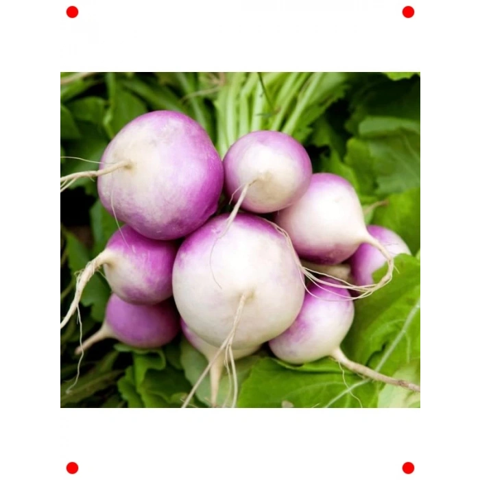 Taze Şalgam Tohumu - Kökü ve Yaprakları Lezzetli