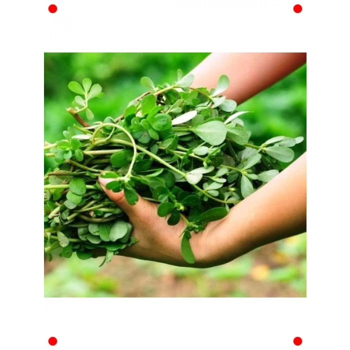 Taze Semizotu Tohumu - 5 gr - Çoklu Çeşit